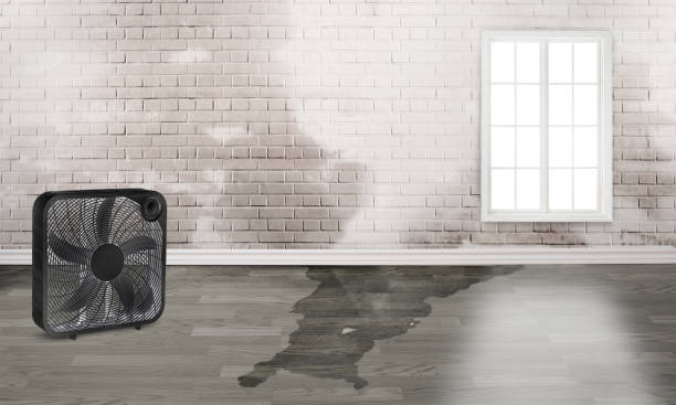 Best Professional water damage repair  in Lampasas, TX